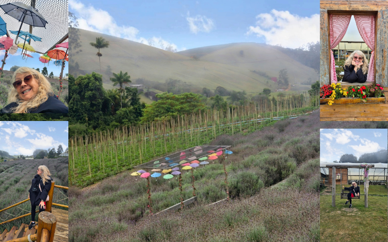 Campo de lavanda e vários espaços instagramáveis
