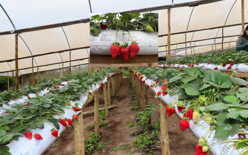Plantação de morangos